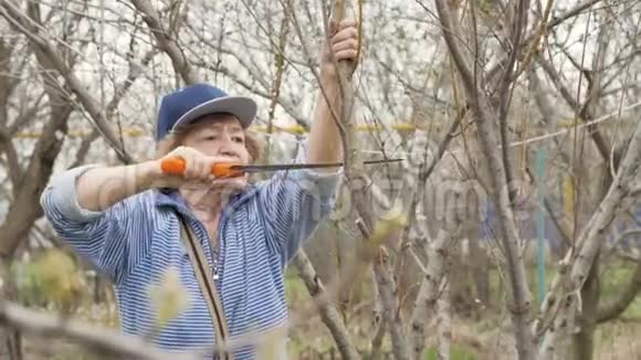 老妇人的园丁在春天的花园里锯树枝视频的预览图