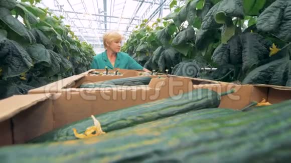 女绿化工人正在检查成熟黄瓜的幼苗视频的预览图