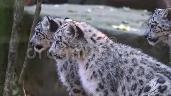 雪豹带着小猫凤仙花视频的预览图