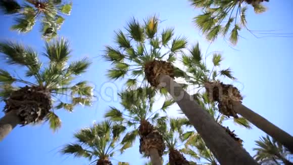 棕榈枝在阳光下在棕榈树间的阳光岛上休息美好暑假的概念视频的预览图