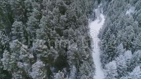 飞过白雪覆盖的河流和森林视频的预览图