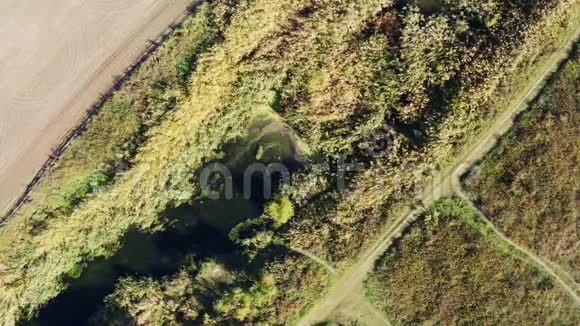 岸边的小溪和秋树视频的预览图