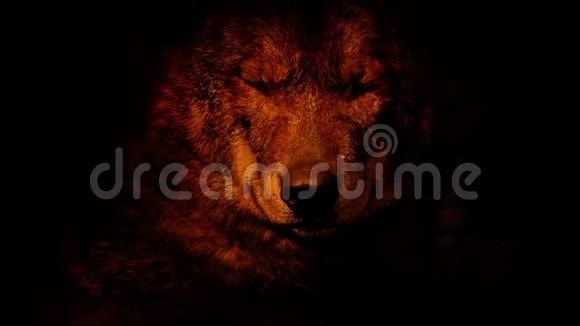 狼在火里咆哮视频的预览图