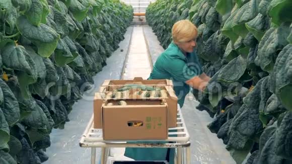 女温室工人正在切黄瓜视频的预览图