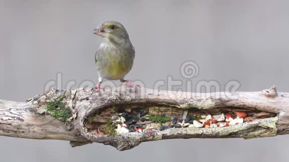 欧洲绿雀氯虫吃种子和坚果的冬季鸟类饲养女性视频的预览图