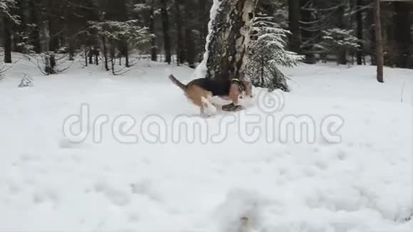 小猎犬在雪地里奔跑小猎犬在下雪的冬天行走慢动作视频的预览图