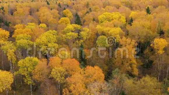 秋林顶景有黄色叶子的树冠秋天落叶林视频的预览图