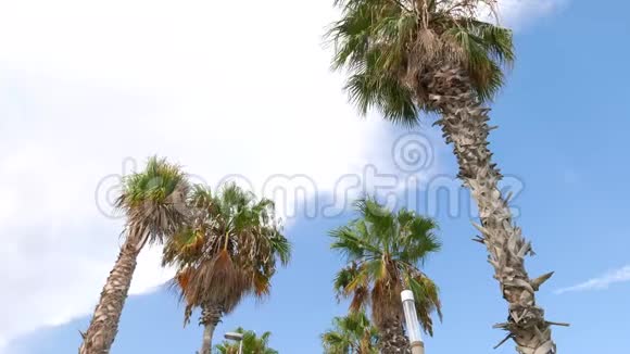 巴塞罗那Barceloneta海滩蓝天棕榈树视频的预览图