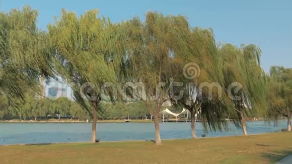 阳光明媚的一天蓝蓝的天空在河边随风摇曳的树木的慢镜头视频的预览图