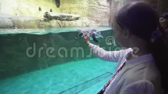 一个女孩在人工露天笼子里和带绷带的企鹅玩耍里面有游泳池的股票录像视频的预览图