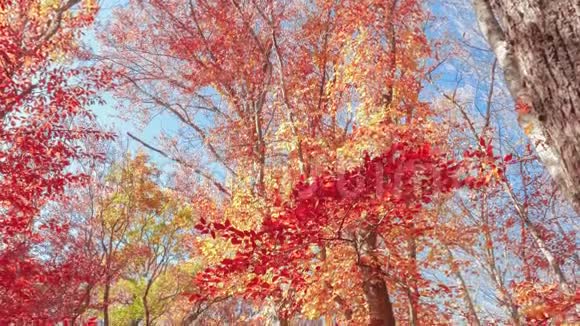秋日阳光下的五颜六色的树梢在轻风中俯视视频的预览图
