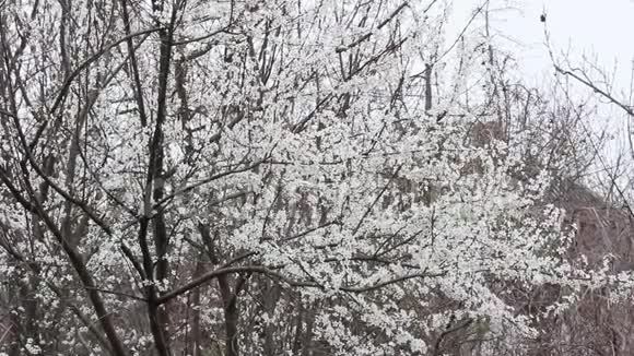 落在开花果树背景上的雪视频的预览图