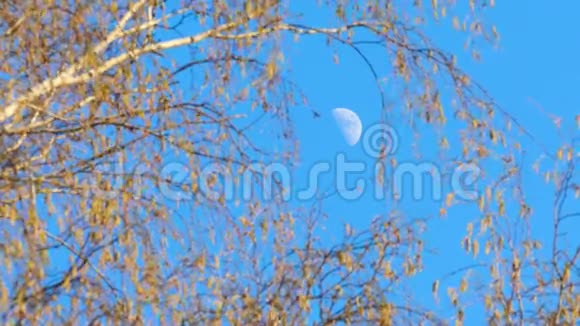 月亮和桦树视频的预览图