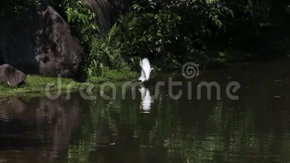 一只白鹭在湖里散步寻找食物视频的预览图