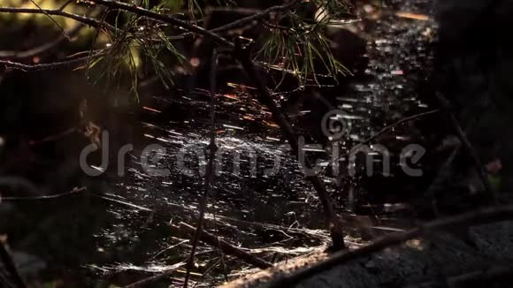 神秘的蜘蛛网在森林里视频的预览图