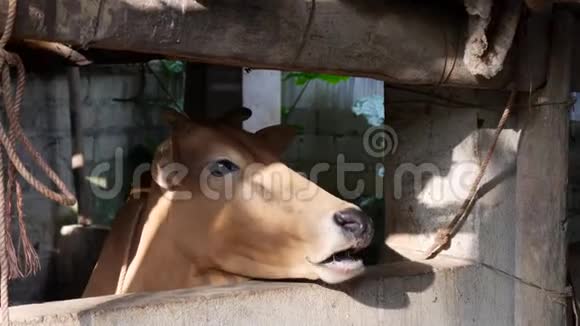 日出时分一头棕色纯种奶牛站在农场特写的一个摊子里4k视频的预览图