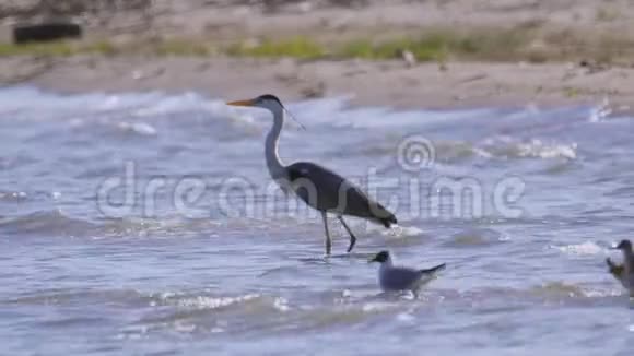 灰色的苍鹭鸟阿尔迪亚西涅雷亚站在浅水中休息视频的预览图