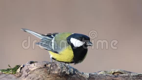 欧洲绿雀氯虫吃种子和坚果的冬季鸟类饲养女性视频的预览图