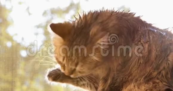 湿猫洗澡后舔爪子视频的预览图