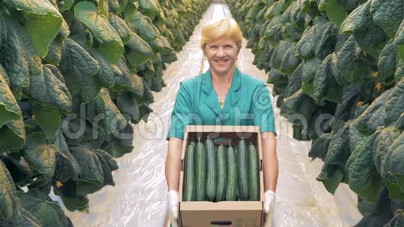 一个快乐的绿色植物工人手中装满黄瓜的纸箱视频的预览图