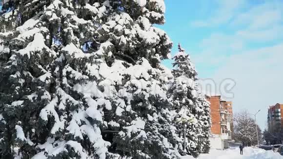 雪天在雪城的蓝天松树基督日视频的预览图