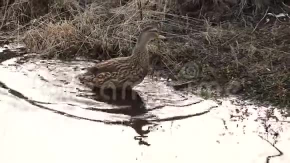 鸭浴在湖岸的自然环境中清洁羽毛视频的预览图
