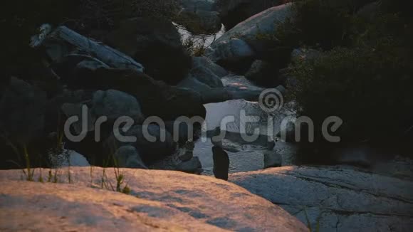 镜头倾斜从美丽的山河小溪向下流动到令人惊叹的森林日落在约塞米蒂公园慢动作视频的预览图