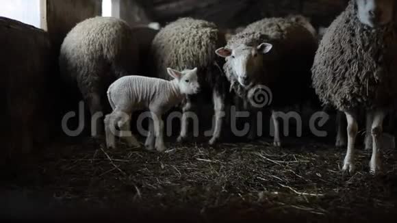 谷仓里的羊群有羊羔肉肮脏的棕色绵羊视频的预览图