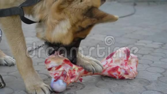 巨大的德国牧羊犬在铁链上吃着一块大骨头院子里有肉视频的预览图