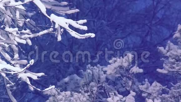 冬天的背景雪树枝雪紫色视频的预览图