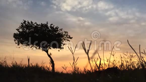 美丽的日出早在马来西亚的莫宁一棵金光闪闪的树视频的预览图