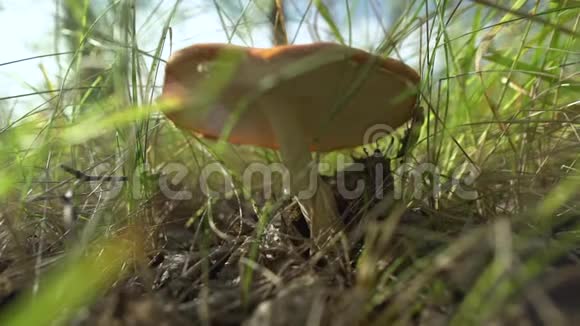 青草中成熟的蘑菇夏日森林的景象绿叶和白菇天然蘑菇生长生态旅游视频的预览图