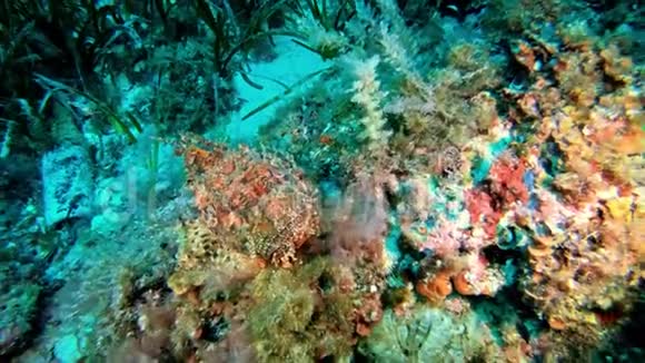 红蝎子鱼伪装在五颜六色的珊瑚礁视频的预览图