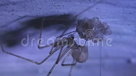 骷髅蜘蛛母用蚕丝准备卵视频的预览图