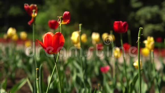 美丽的红黄郁金花生长在城市公园的花坛上温暖的夏日映衬着模糊的轮廓视频的预览图