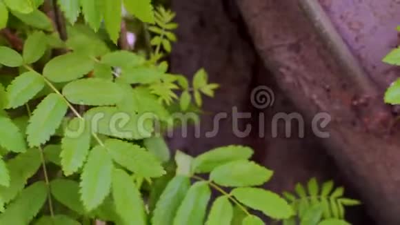 树枝上伸长的绿叶的特写库存录像美丽的绿叶简单的树从视频的预览图