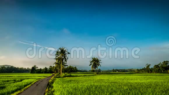 马来西亚Kedah稻田美丽的变焦延时视频的预览图
