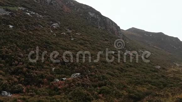 苏格兰风景秀丽的幼鹿爬山视频的预览图