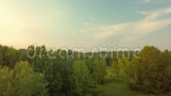 绿树梢沙沙树叶无人机射视频的预览图