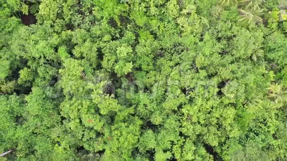巴布亚新几内亚雨林冠层鸟瞰图视频的预览图