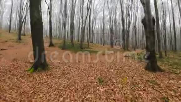 FPV无人驾驶飞机在雾蒙蒙的天气中快速穿越秋天的森林视频的预览图