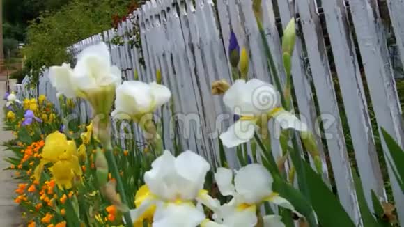 在一个小镇上有剥落的油漆和鲜花的旧白色栅栏视频的预览图