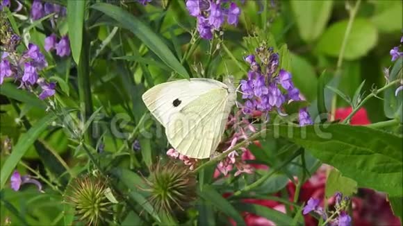 草包白菜白蝴蝶采蜜视频的预览图