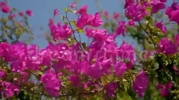 阳光照耀着夏日的粉红花朵视频的预览图