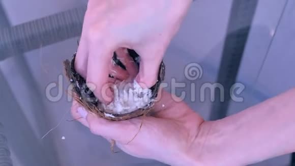 女人正在把椰子剃须与贝壳中的成分混合在一起准备天然面膜视频的预览图