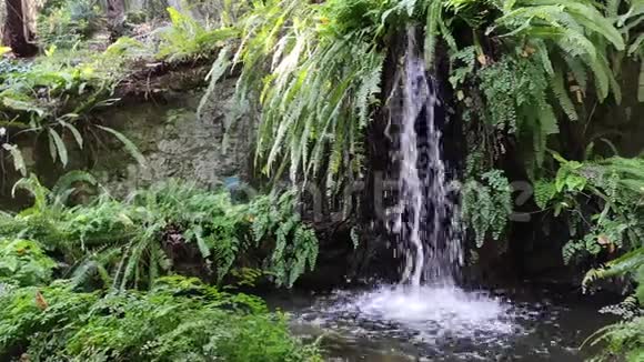 瀑布和绿色植物视频的预览图