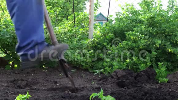 那个人坐下来给你的花园种番茄苗视频的预览图