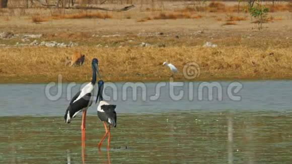黑颈鹳和其他野生动物在鸟比拉邦视频的预览图