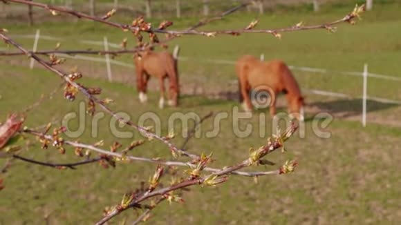 农田围场中枝和牧马的枫树发育视频的预览图
