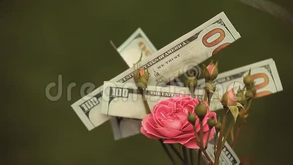 粉红玫瑰花钱没人视频的预览图